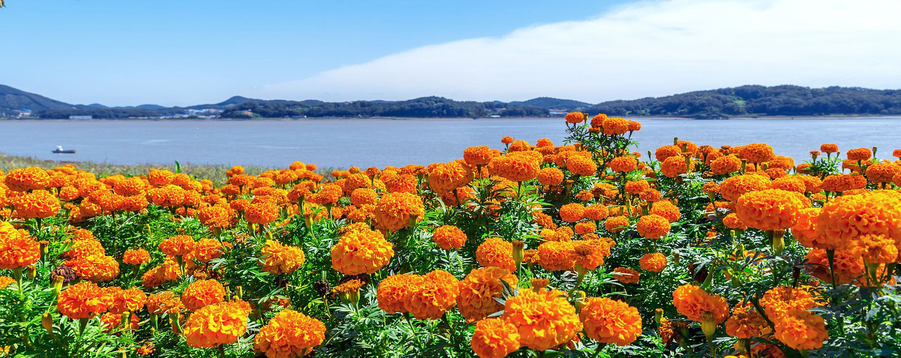 Flower-and-Ocean